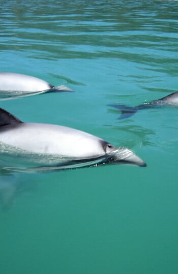 Hectors dolphins Port Craig.S Masters b