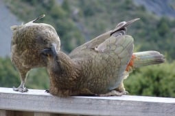 Keas on the deck of Shearwater Lodge