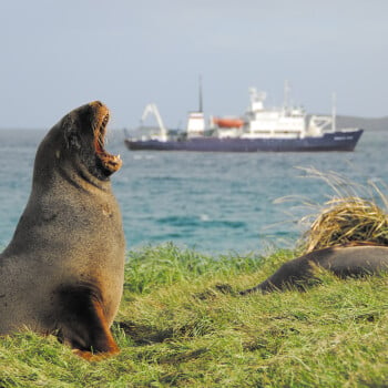Sea Lions and Spirit of Enderby in the Subantarctic Islands