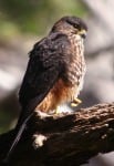 NZ Falcon