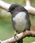 NZ robin bird