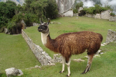 One of Machu Picchus resident llamas Steve Wilsons conflicted copy 2012 10 18
