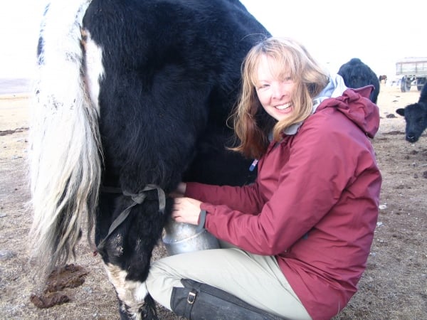 Yak Milking