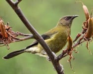 bellbird