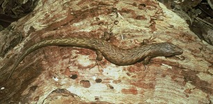 chevron skink