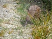 kiwi bird picture