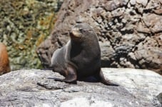phoca thumb l HFT New Zealand Fur Seal At Long Reef