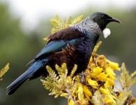 tui bird