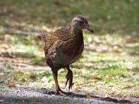 weka bird