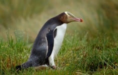 yellow eyed penguin